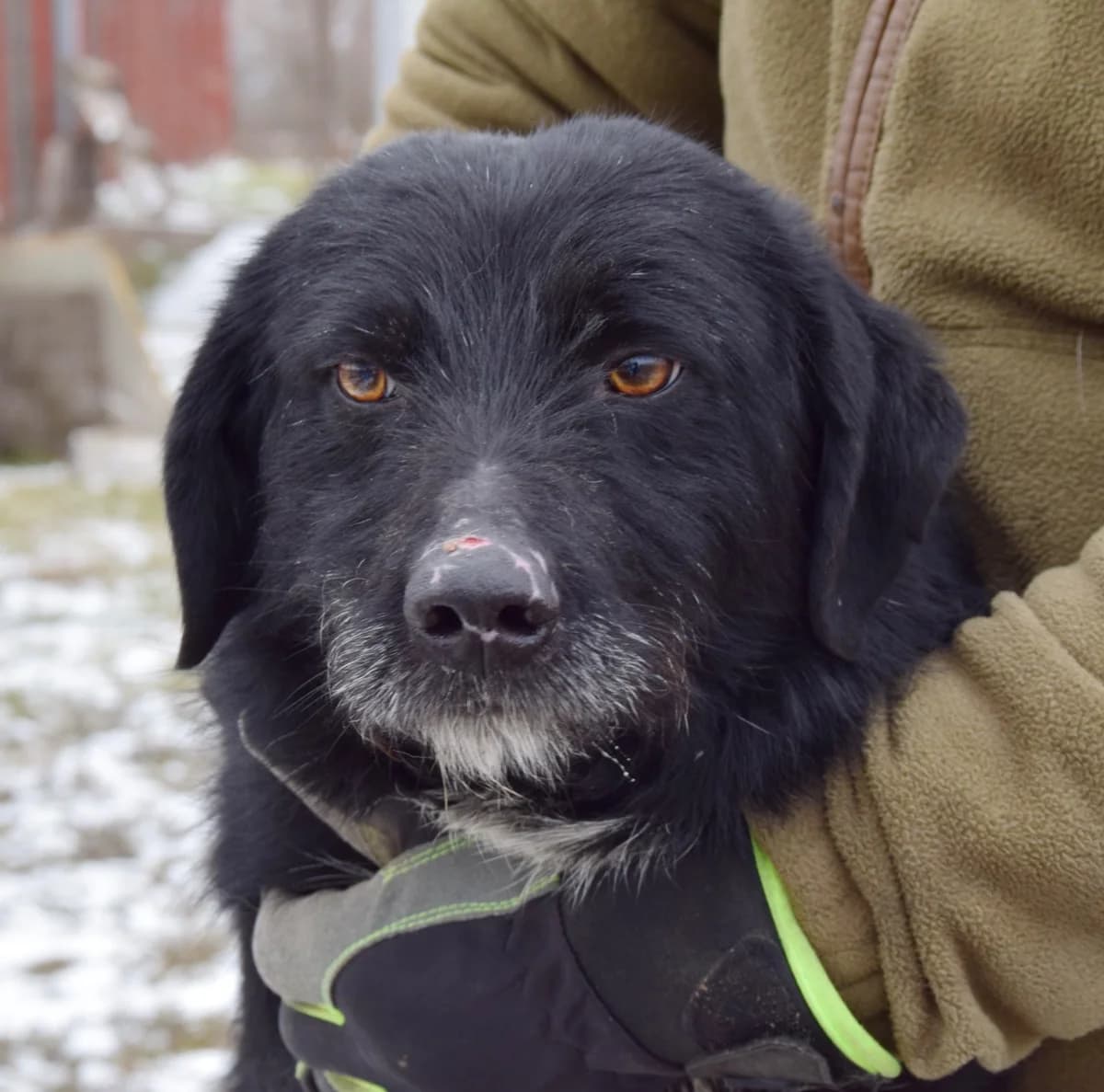 Lotta, female Mixed Breed for adoption at Rolda Sverige, Södertälje (foster network)