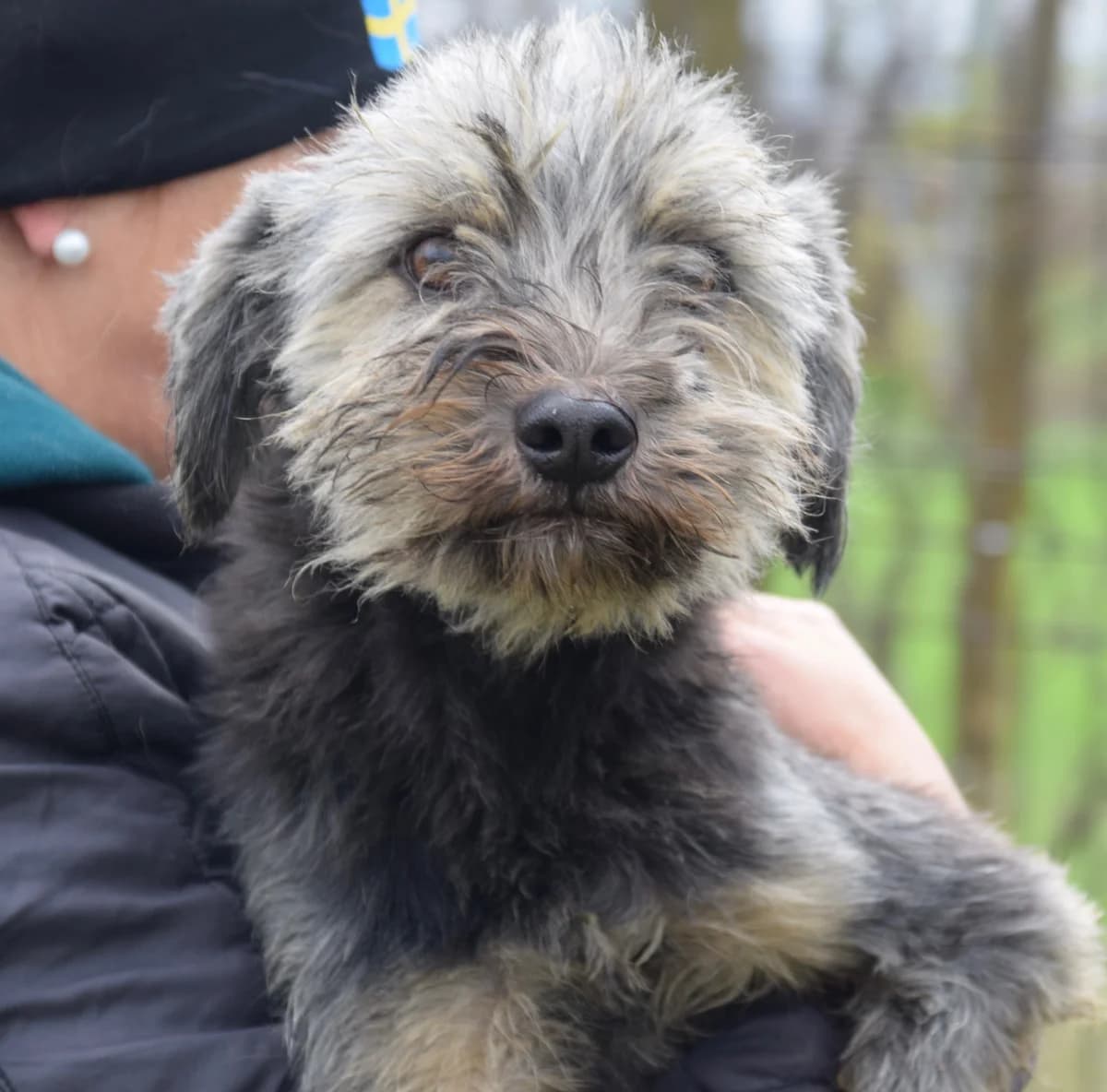 Lufsen, male Mixed Breed for adoption at Rolda Sverige, Södertälje (foster network)