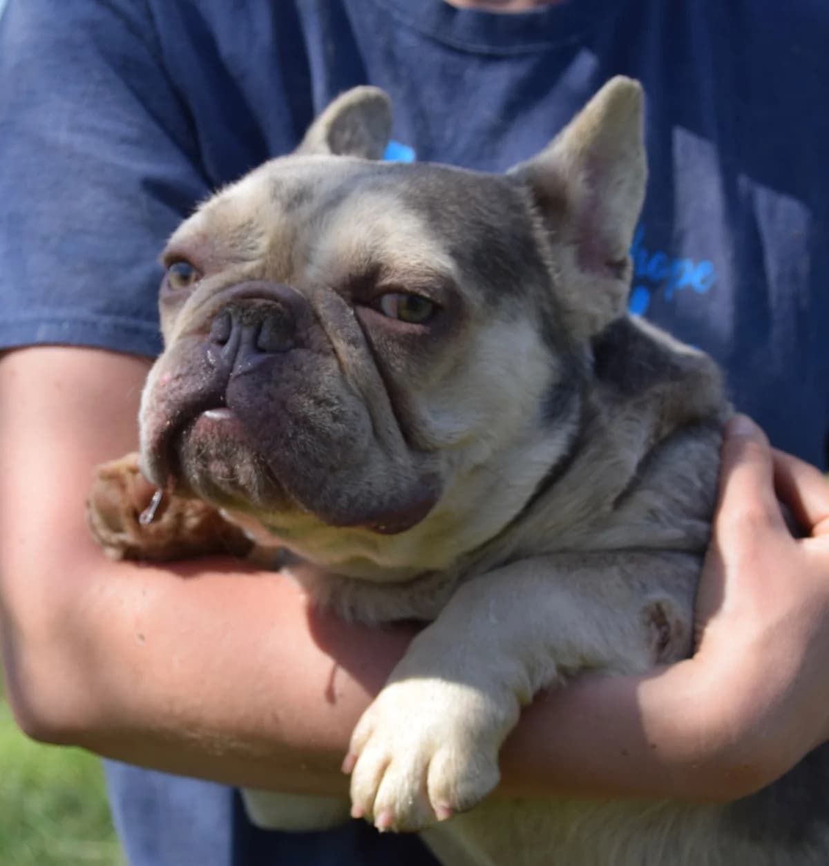 Luigi, male Mixed Breed for adoption at Rolda Sverige, Södertälje (foster network)