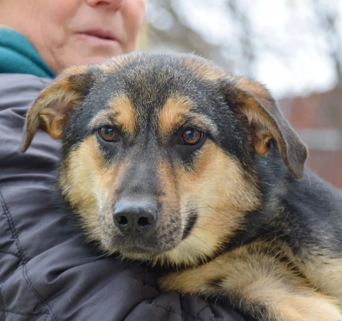 Mara, female Mixed Breed for adoption at Rolda Sverige, Södertälje (foster network)
