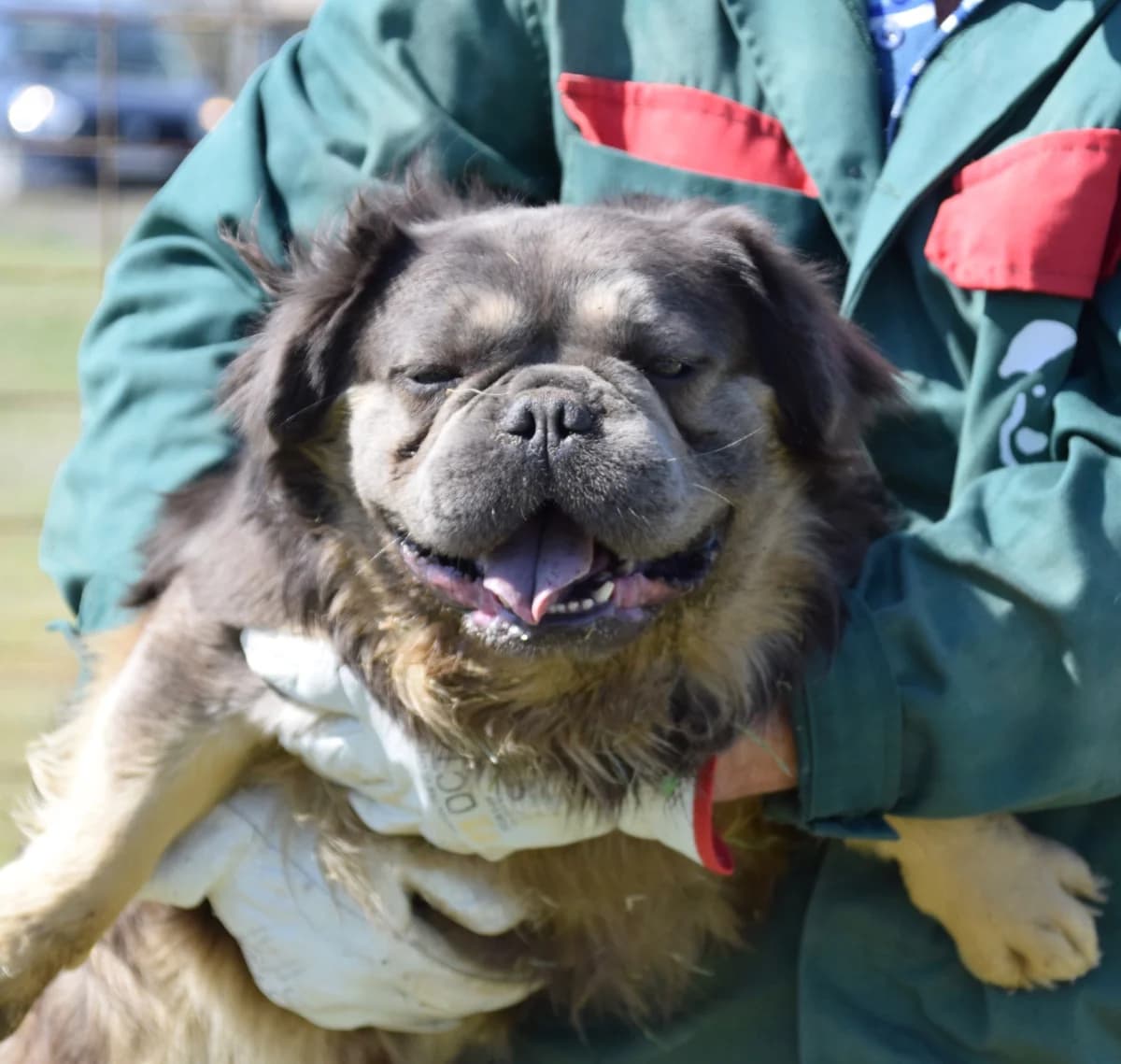 Mario, male Mixed Breed for adoption at Rolda Sverige, Södertälje (foster network)