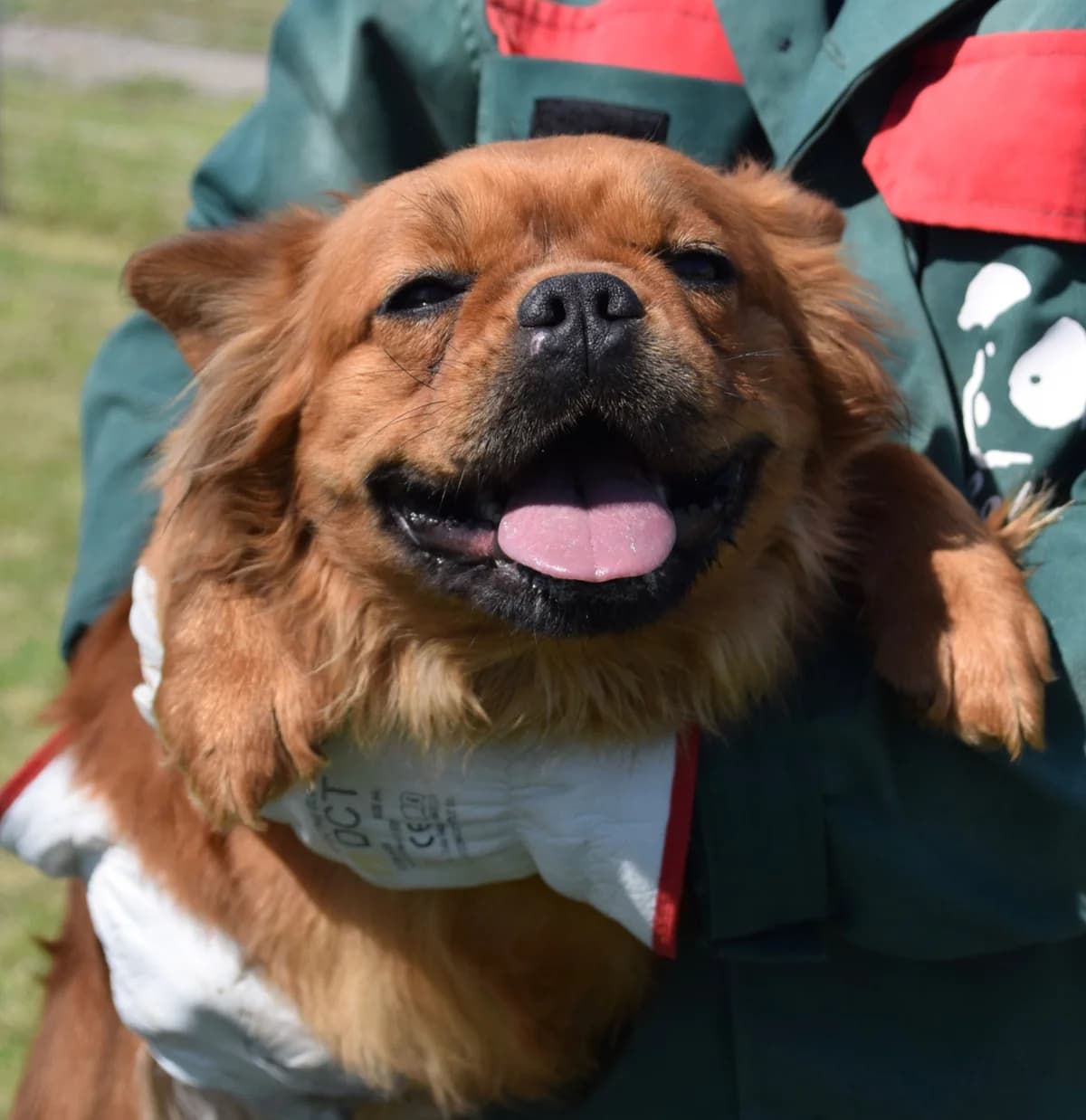 Meja, female Mixed Breed for adoption at Rolda Sverige, Södertälje (foster network)