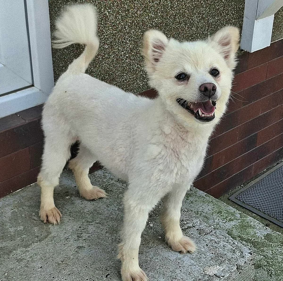 Milky, female Mixed Breed for adoption at Rolda Sverige, Södertälje (foster network)