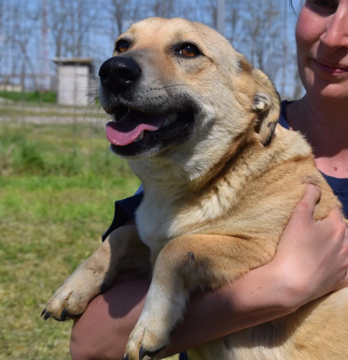 Mimmi, female young Mixed Breed for adoption at Rolda Sverige, Södertälje (foster network)