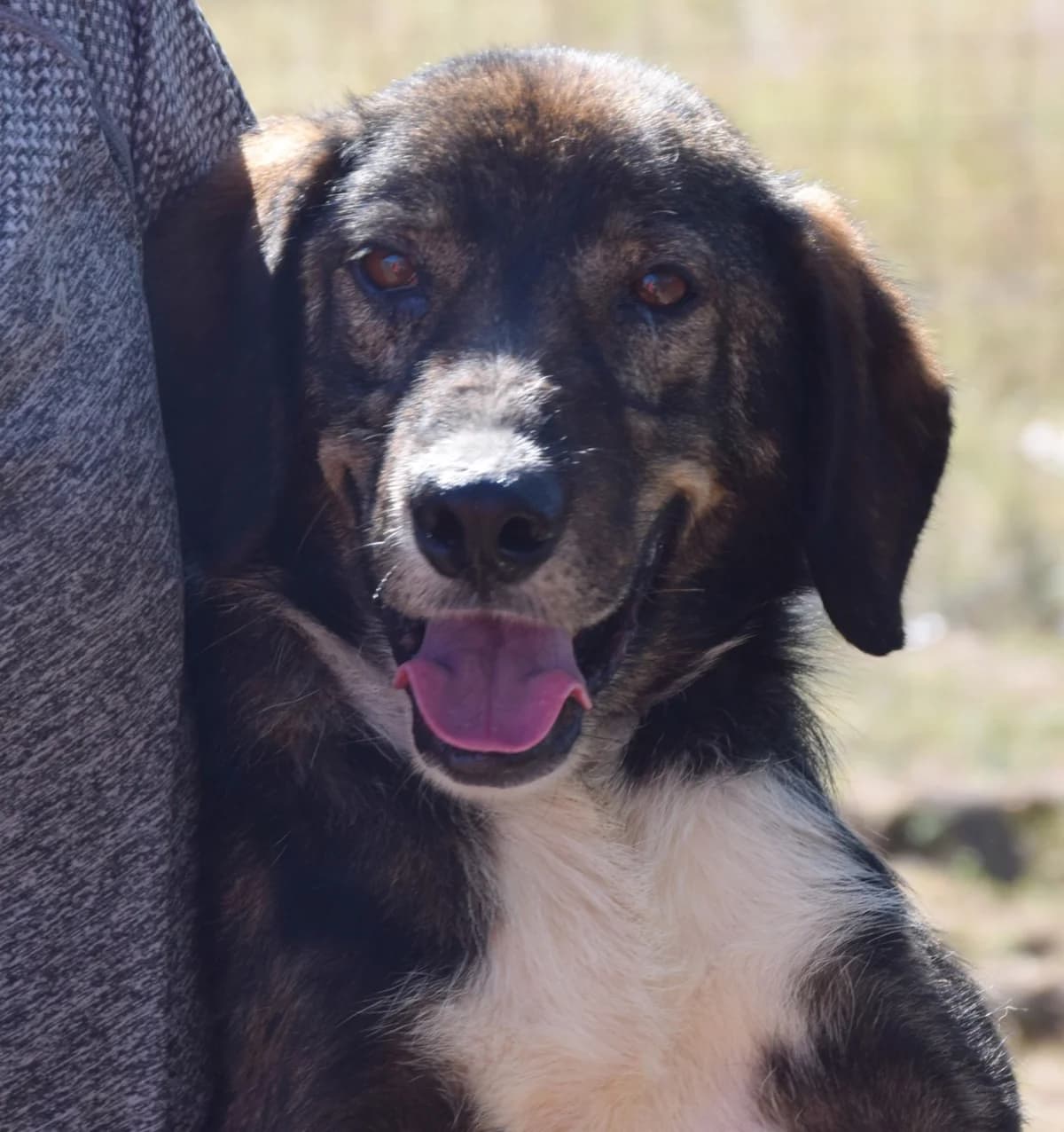 Molle, male Mixed Breed for adoption at Rolda Sverige, Södertälje (foster network)