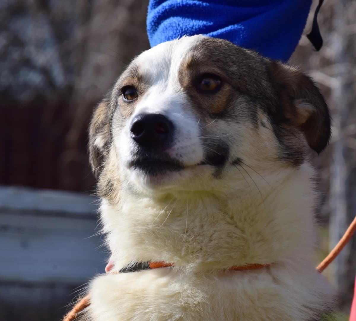 Molly, female Mixed Breed for adoption at Rolda Sverige, Södertälje (foster network)