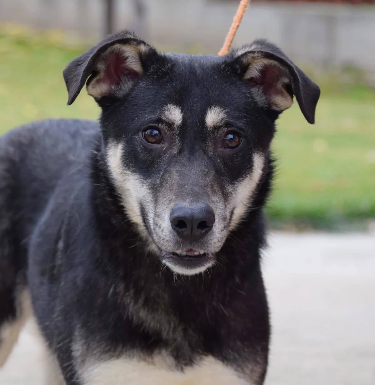 Olivia, female Mixed Breed for adoption at Rolda Sverige, Södertälje (foster network)