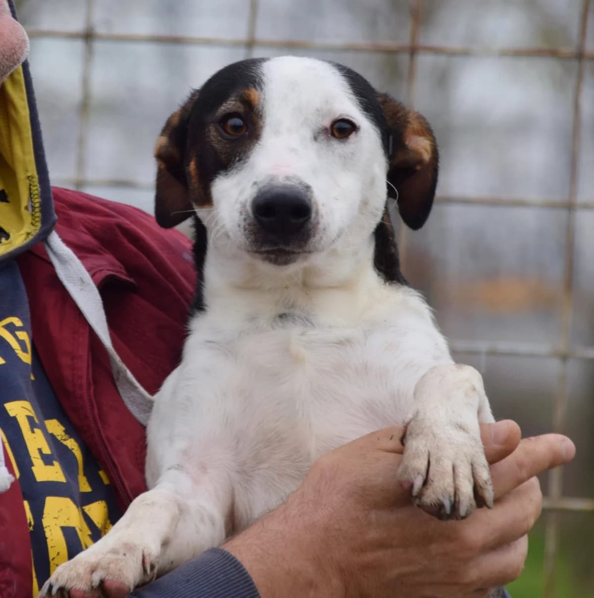 Olle, male Mixed Breed for adoption at Rolda Sverige, Södertälje (foster network)