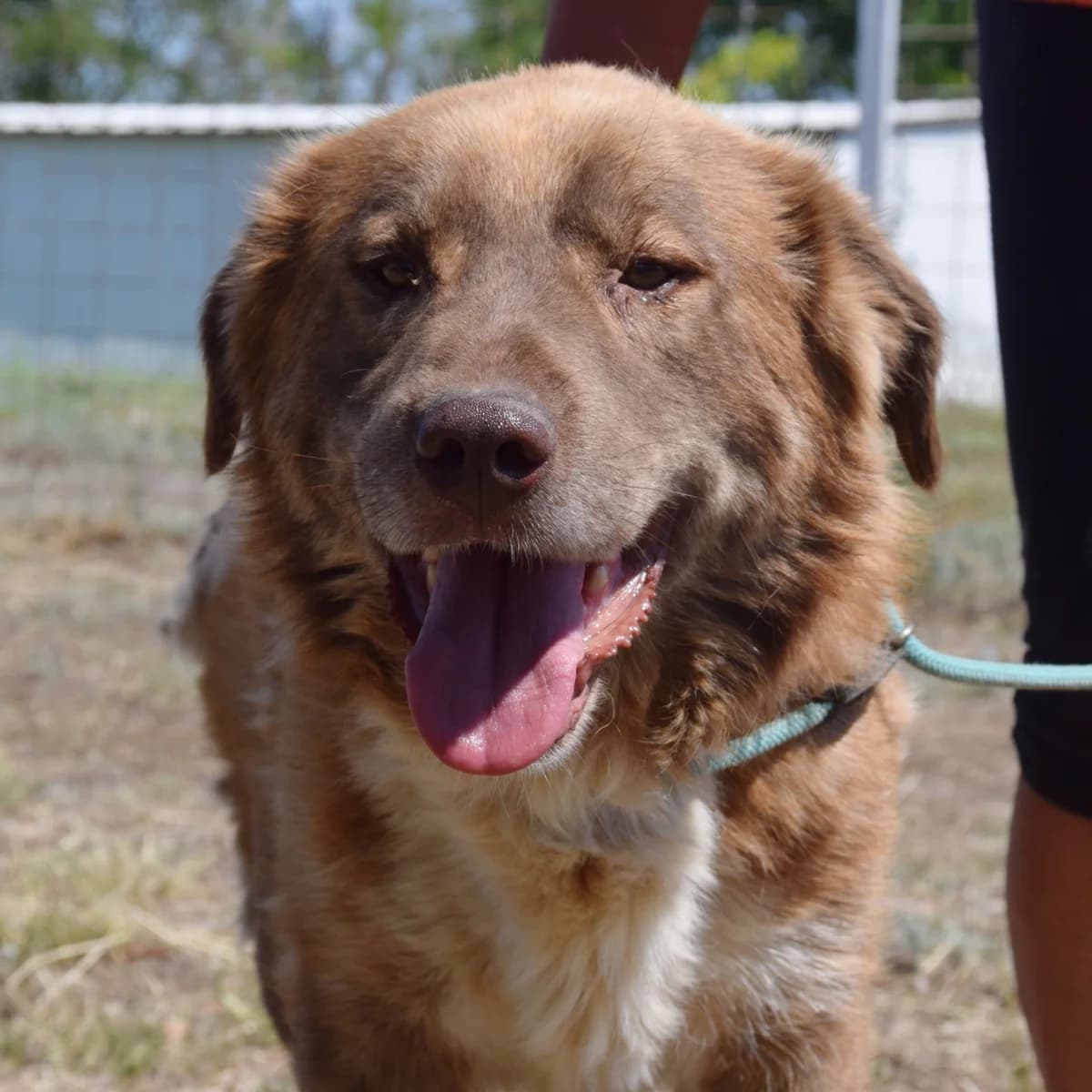 Robban, male Mixed Breed for adoption at Rolda Sverige, Södertälje (foster network)