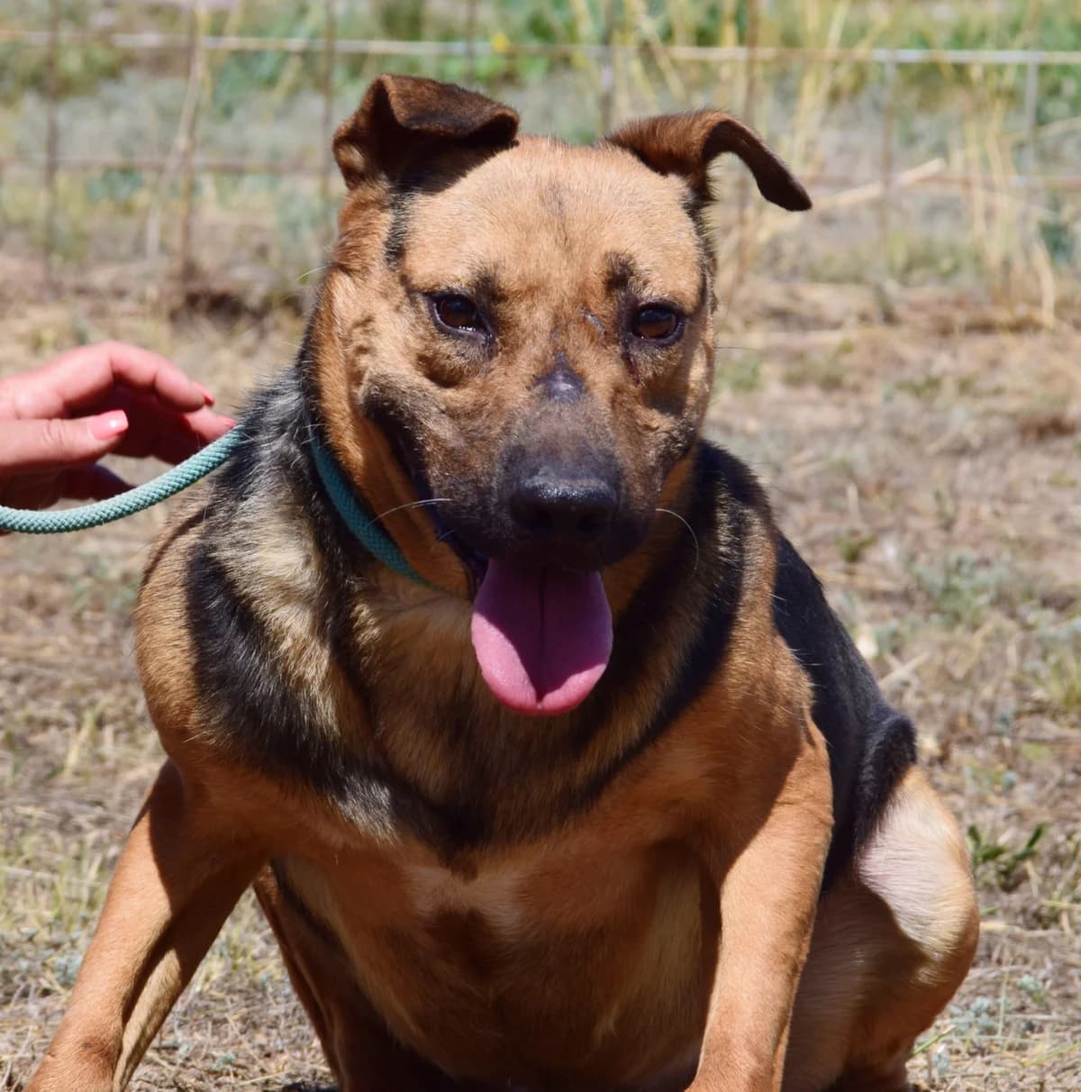 Rocko, male Mixed Breed for adoption at Rolda Sverige, Södertälje (foster network)