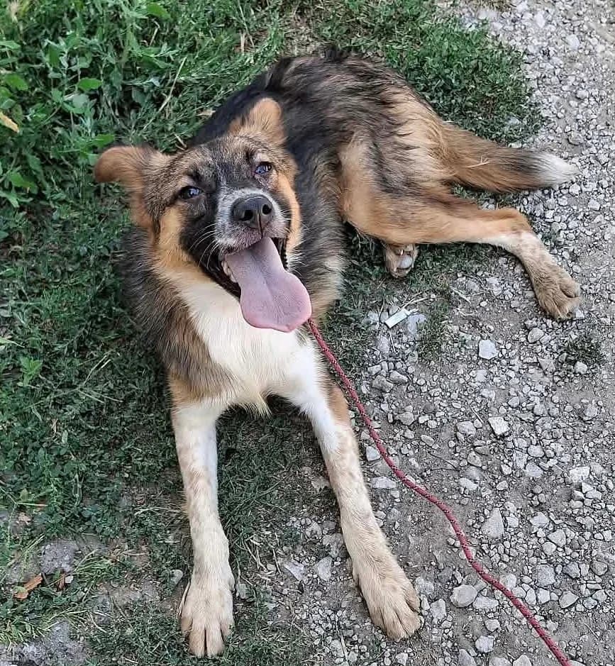 Rocky, male young Mixed Breed for adoption at Rolda Sverige, Södertälje (foster network)