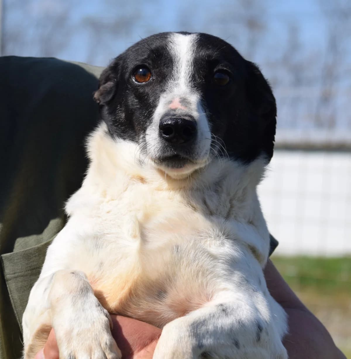 Scarlett, female young Mixed Breed for adoption at Rolda Sverige, Södertälje (foster network)