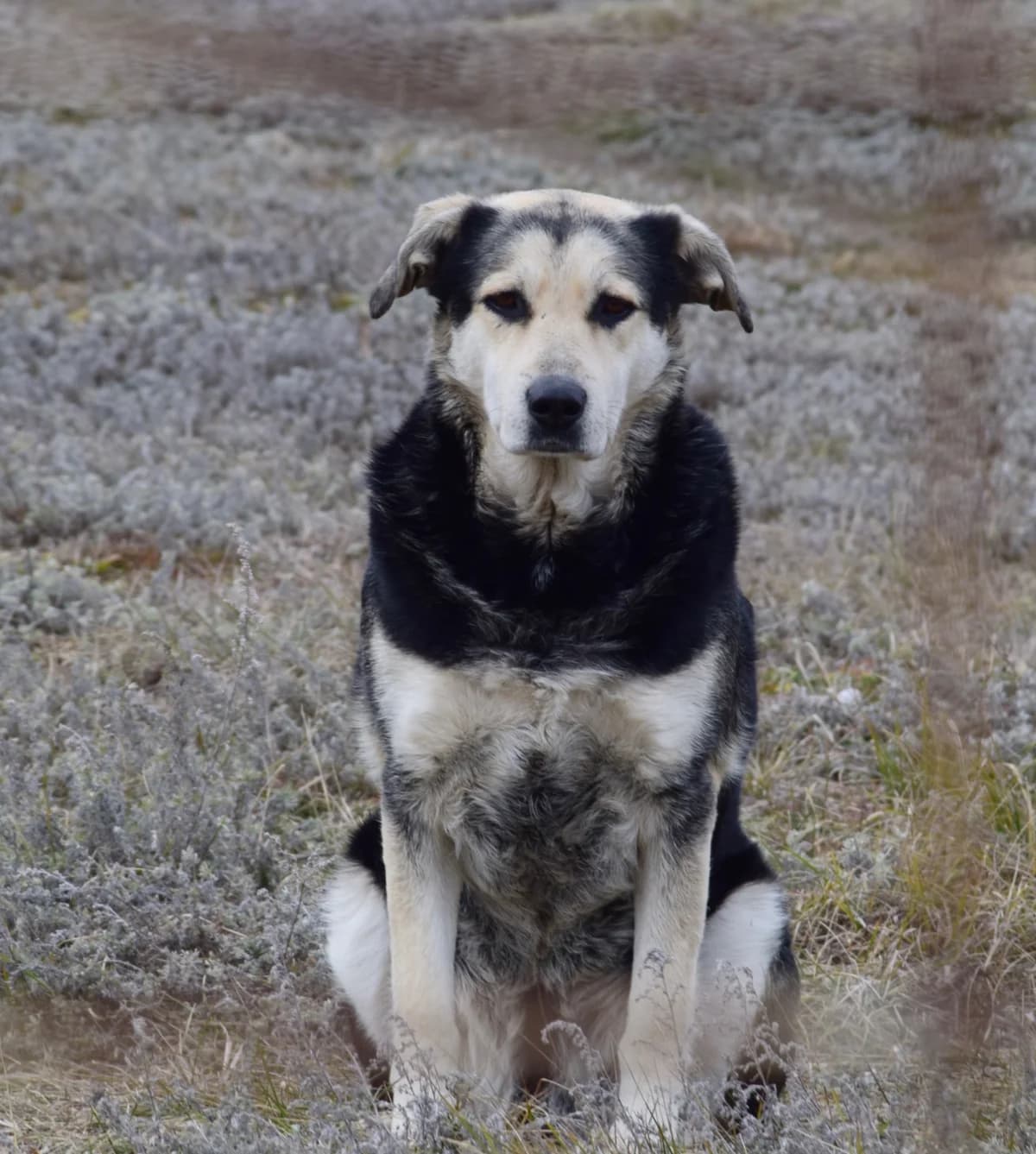 Sune, male Mixed Breed for adoption at Rolda Sverige, Södertälje (foster network)