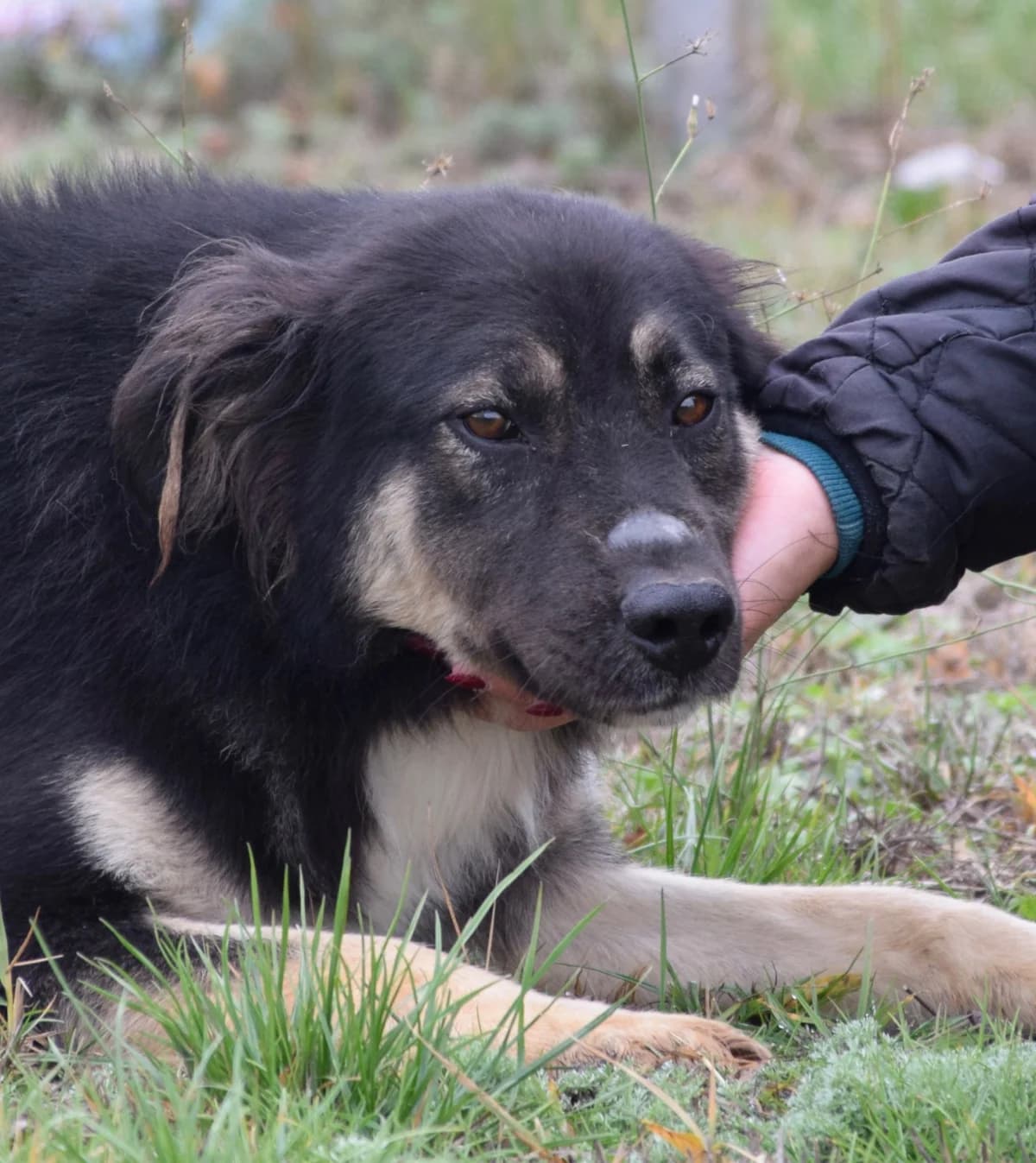 Teddy, male Mixed Breed for adoption at Rolda Sverige, Södertälje (foster network)