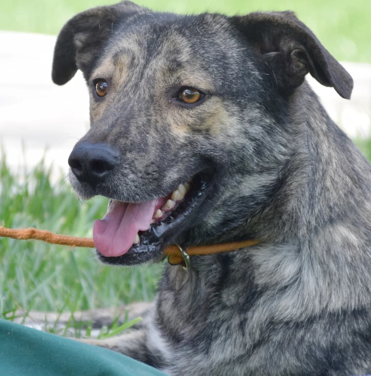 Tilda, gra female Mixed Breed for adoption at Rolda Sverige, Södertälje (foster network)