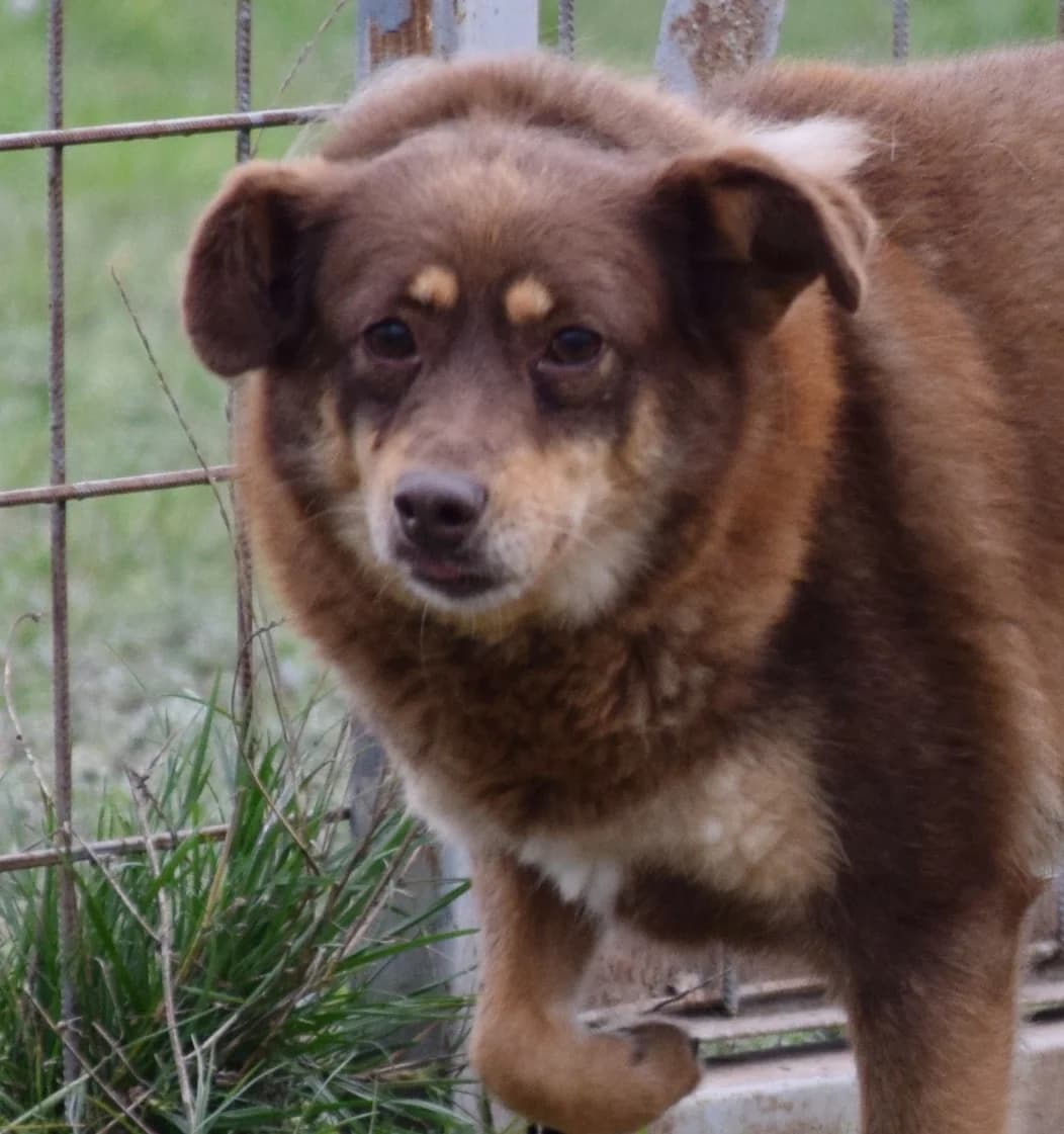 Tindra, female Mixed Breed for adoption at Rolda Sverige, Södertälje (foster network)