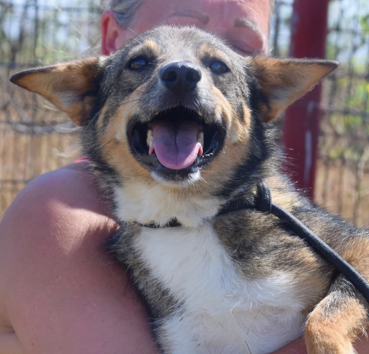 Tyra, female Mixed Breed for adoption at Rolda Sverige, Södertälje (foster network)