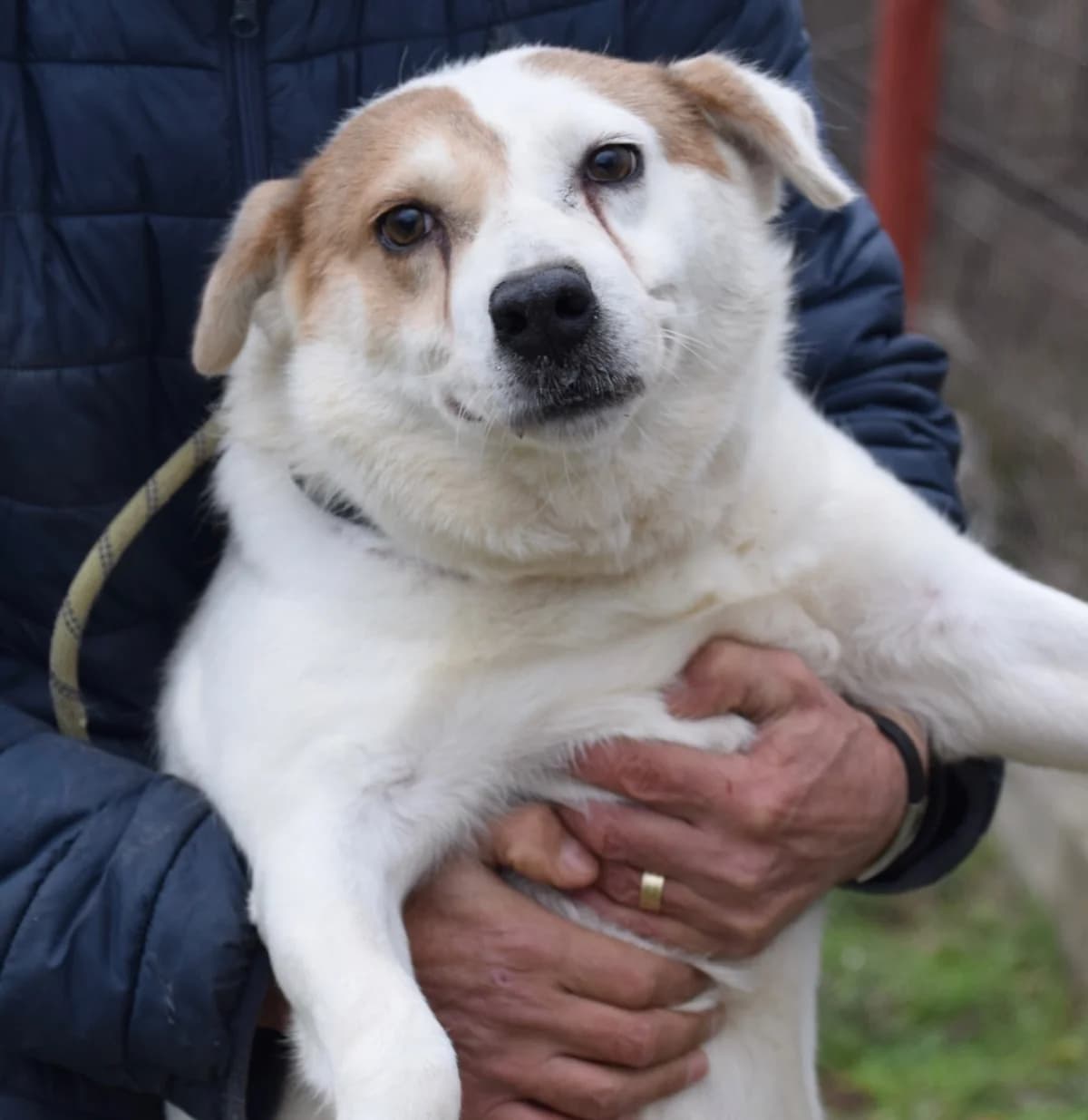 Tyson, male Mixed Breed for adoption at Rolda Sverige, Södertälje (foster network)