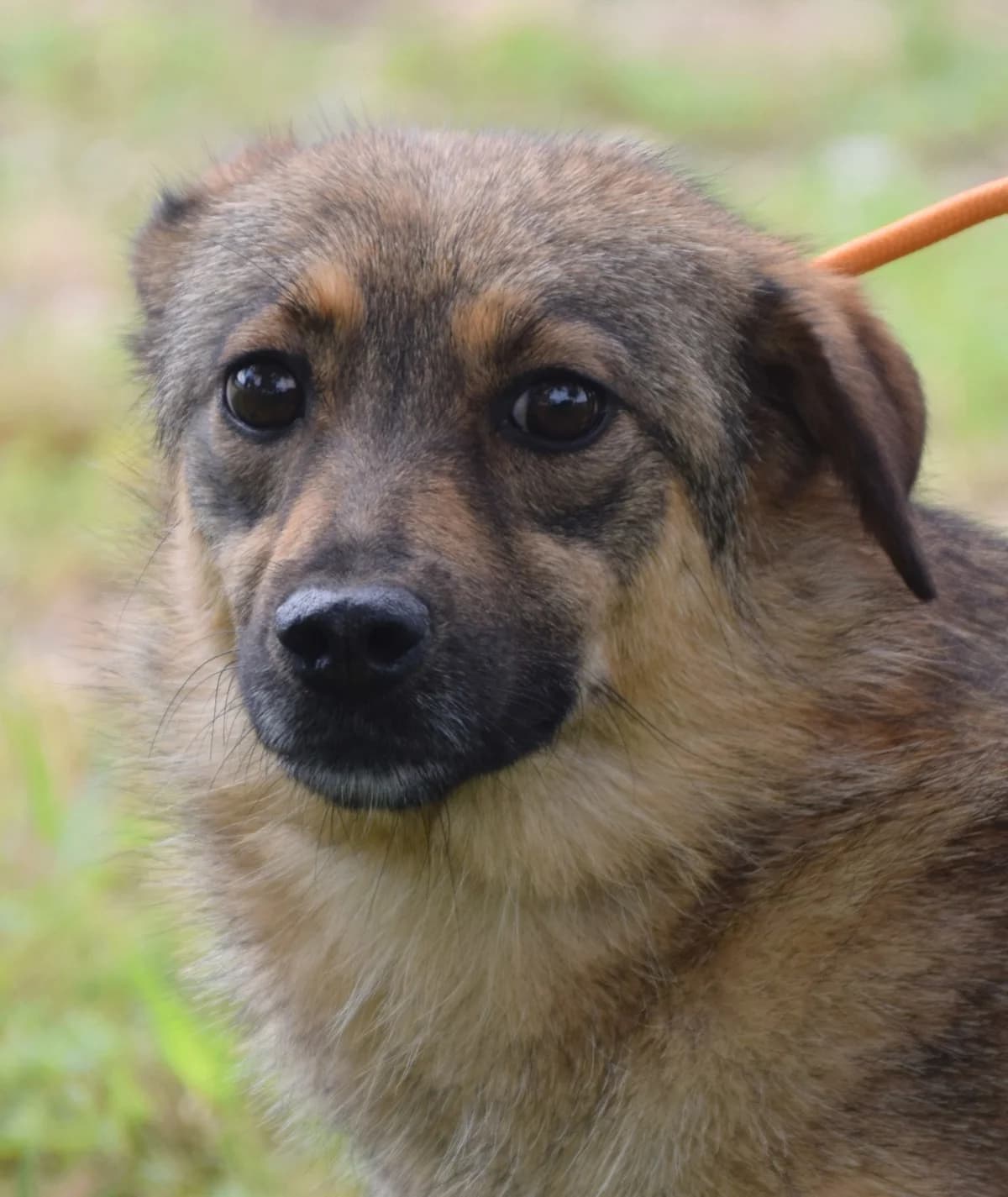 Vera, female Mixed Breed for adoption at Rolda Sverige, Södertälje (foster network)