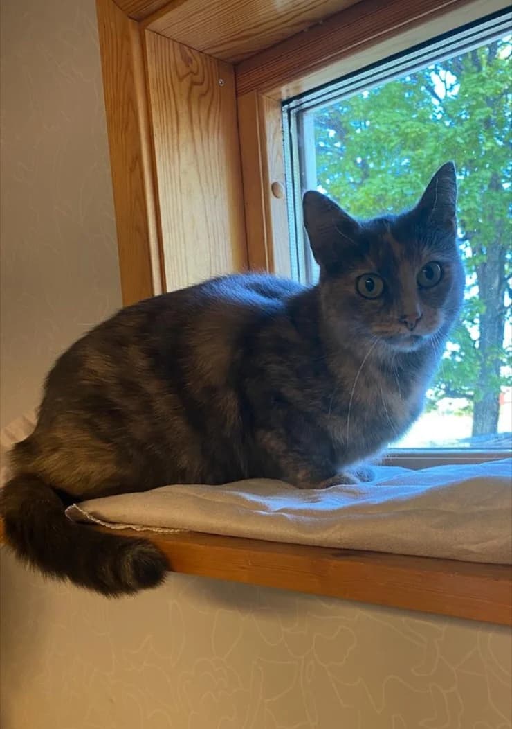Kattis, 7 år,  7yo Mixed Breed for adoption at Linköpings Djurskyddsförening — Slaka Djurhem, Linköping