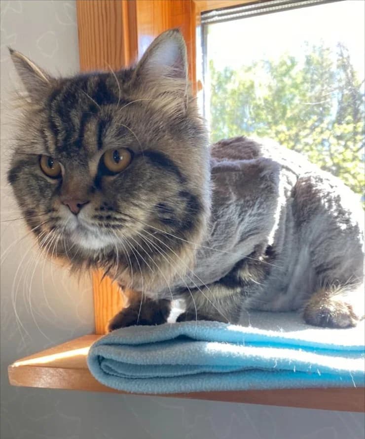 Noor, 1 år,  young Mixed Breed for adoption at Linköpings Djurskyddsförening — Slaka Djurhem, Linköping