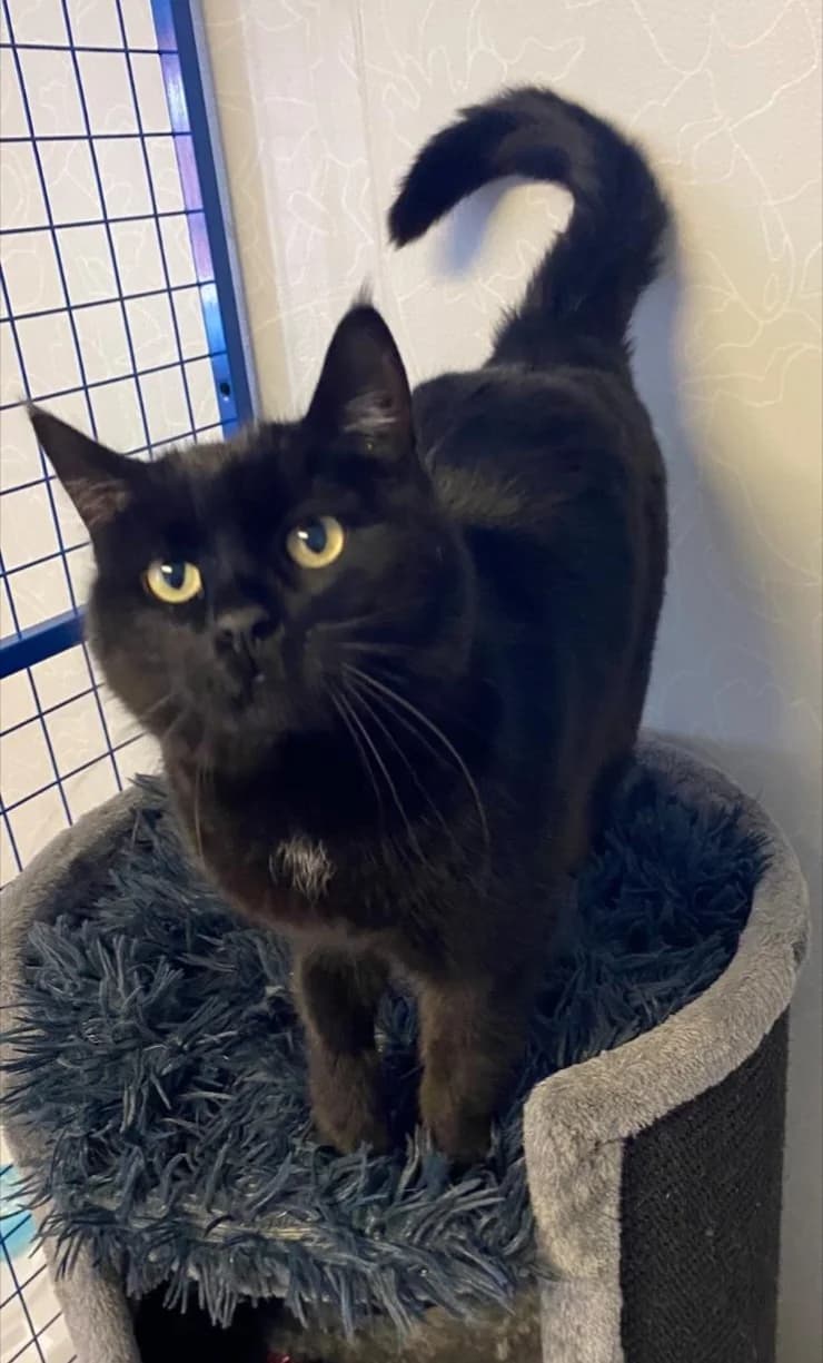 Thor, 8 år,  senior Mixed Breed for adoption at Linköpings Djurskyddsförening — Slaka Djurhem, Linköping