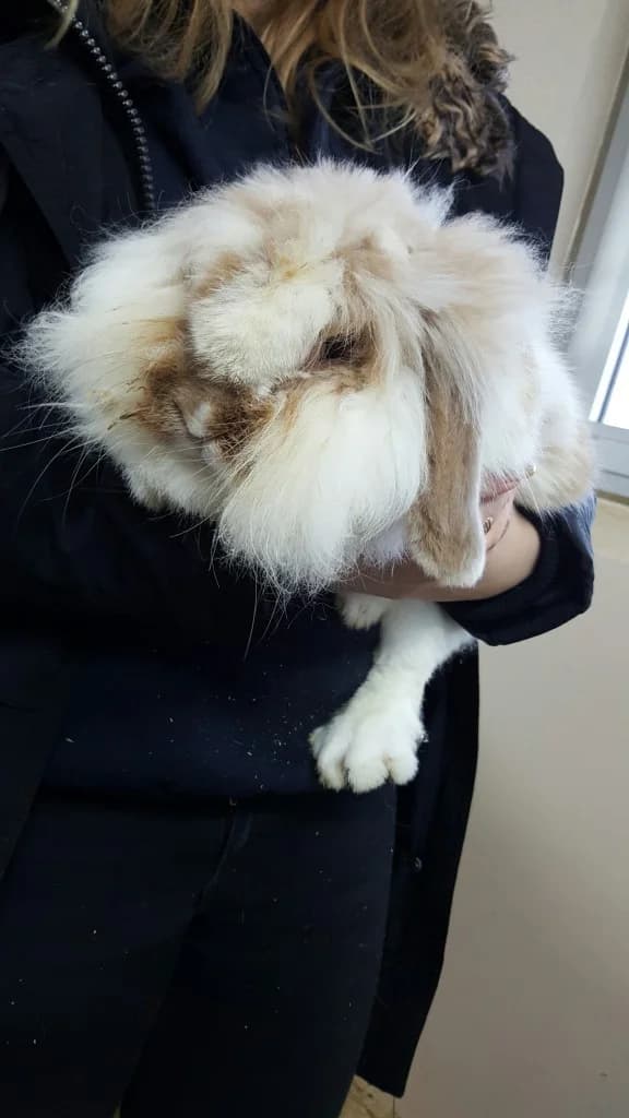 Fluffy,  Mixed Breed for adoption at SPCA Sweden, Örkelljunga