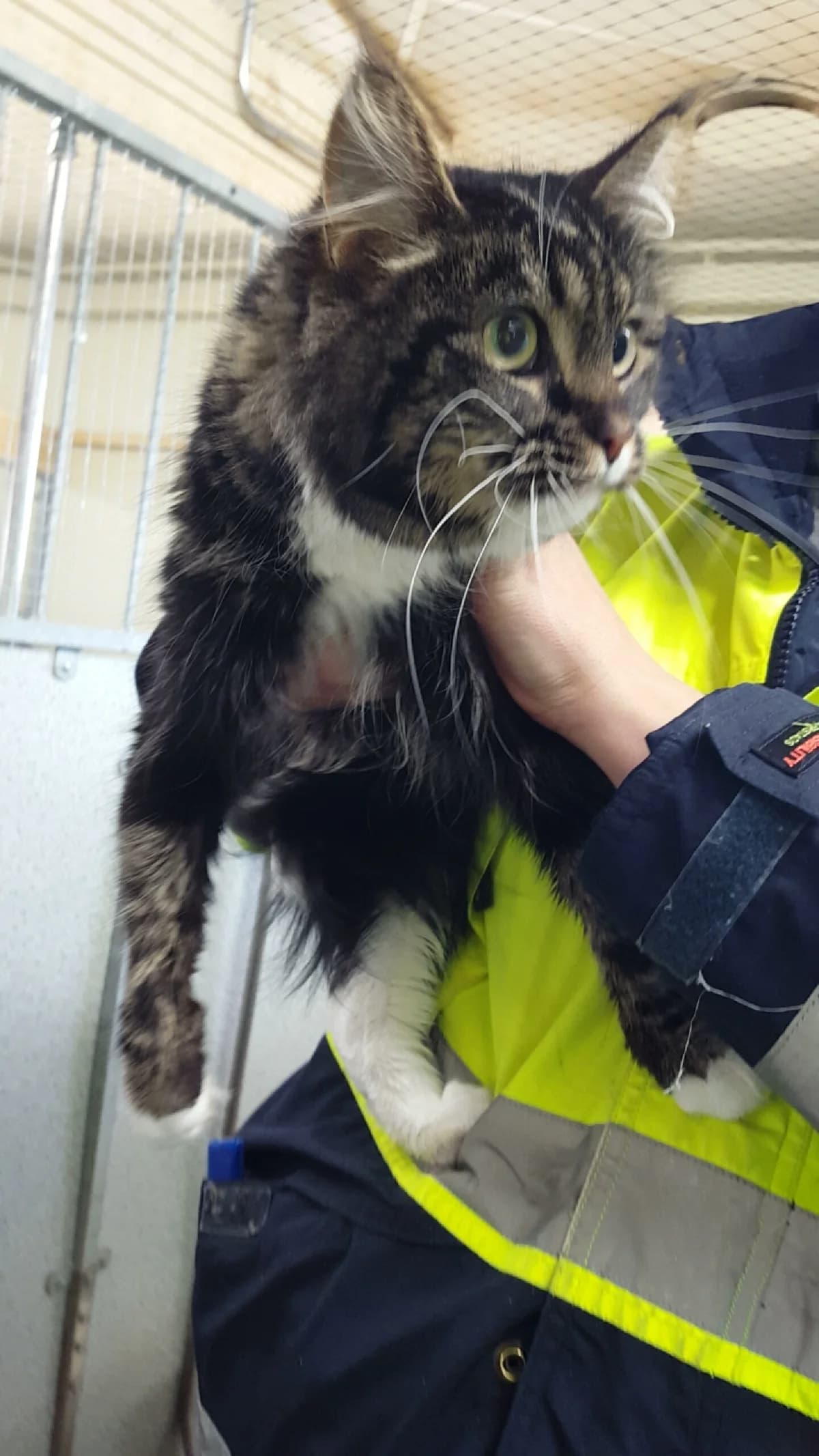 långhårig,  Mixed Breed for adoption at SPCA Sweden, Örkelljunga