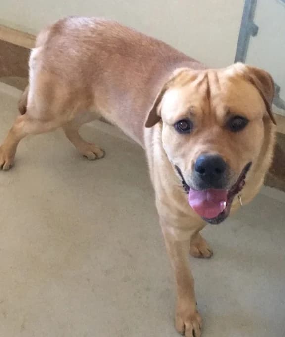Macho, male young mixed breed for adoption at SPCA Sweden, Örkelljunga