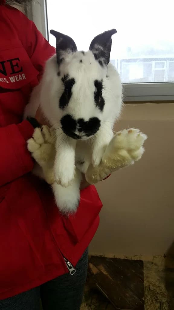Pricken,  Mixed Breed for adoption at SPCA Sweden, Örkelljunga