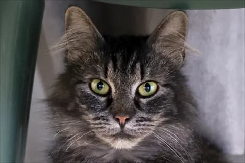 Adelina, female mixed breed for adoption at Stockholms Katthem