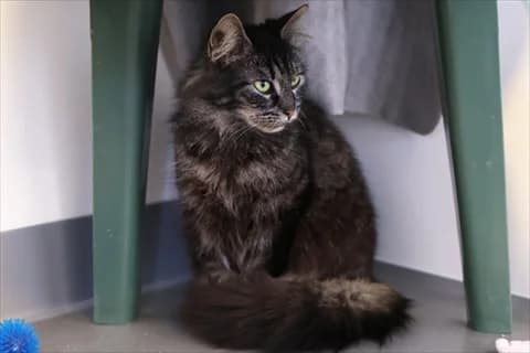 Adelina, female mixed breed for adoption at Stockholms Katthem, Stockholms Katthem photo 2