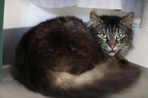 Adelina, female mixed breed for adoption at Stockholms Katthem, Stockholms Katthem photo 3