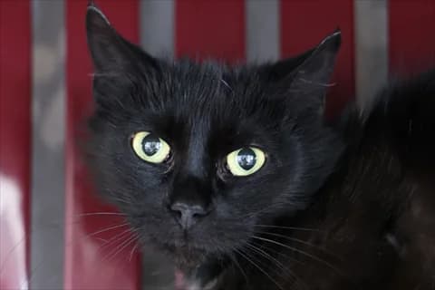 Adjoa, female mixed breed for adoption at Stockholms Katthem