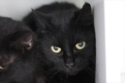 Adjoa, female mixed breed for adoption at Stockholms Katthem, Stockholms Katthem photo 2