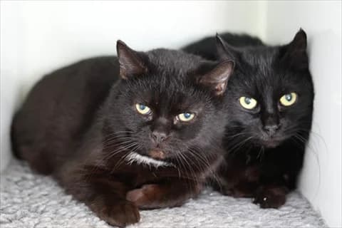 Adjoa, female mixed breed for adoption at Stockholms Katthem, Stockholms Katthem photo 3