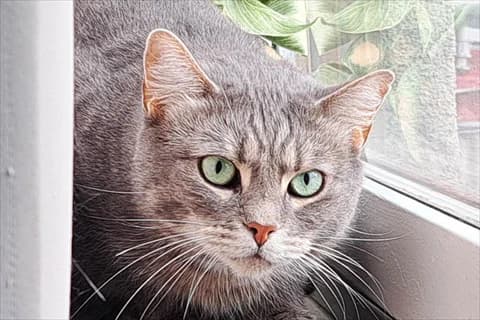 Alexius, grå male 6yo Mixed Breed for adoption at Stockholms Katthem, Stockholms Katthem