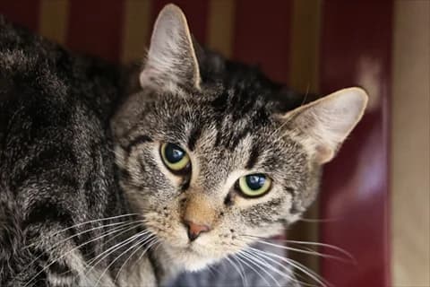 Alto, male 5yo Mixed Breed for adoption at Stockholms Katthem, Stockholms Katthem