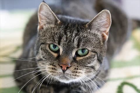 Amia, female 7yo Mixed Breed for adoption at Stockholms Katthem, Stockholms Katthem