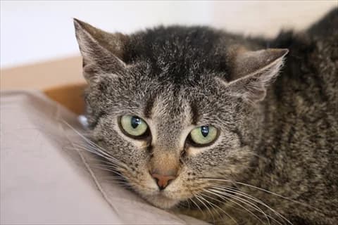 Anitria, female mixed breed for adoption at Stockholms Katthem, Stockholms Katthem