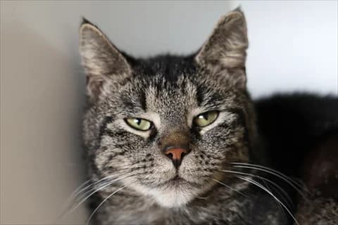 Antte, male mixed breed for adoption at Stockholms Katthem