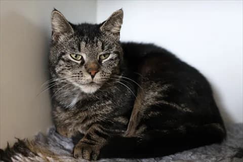 Antte, male mixed breed for adoption at Stockholms Katthem, Stockholms Katthem photo 2