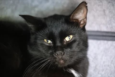Aram, svart male 5yo Mixed Breed for adoption at Stockholms Katthem, Stockholms Katthem