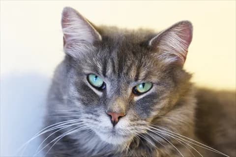 Aravind, grå male 7yo Mixed Breed for adoption at Stockholms Katthem, Stockholms Katthem