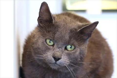 Archie, male 3yo Mixed Breed for adoption at Stockholms Katthem, Stockholms Katthem