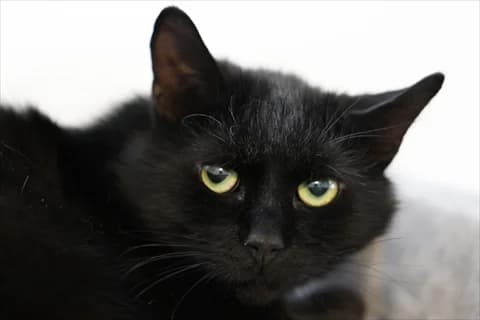 Arik, male mixed breed for adoption at Stockholms Katthem