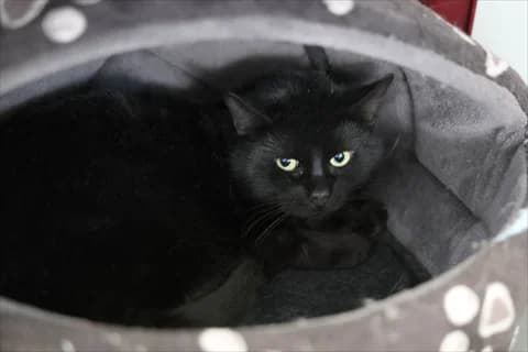 Arik, male mixed breed for adoption at Stockholms Katthem, Stockholms Katthem photo 2