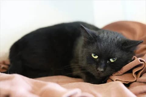 Arik, male mixed breed for adoption at Stockholms Katthem, Stockholms Katthem photo 3