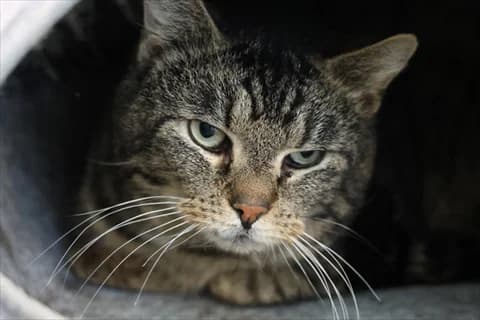 Arvo, male mixed breed for adoption at Stockholms Katthem