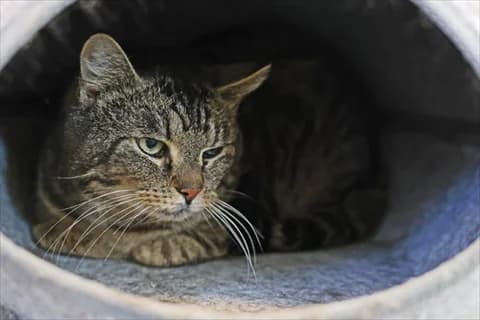 Arvo, male mixed breed for adoption at Stockholms Katthem, Stockholms Katthem photo 2